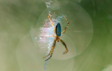 per macro photo of spider with spider web on green background.