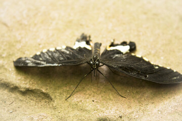 Black butterfly with white dots