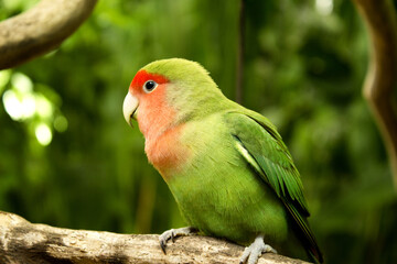 Agapornis. Small parrot with a red head and a green body