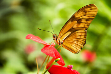 Orange and brown butterfly on red flowers