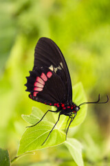 Fototapeta na wymiar Black butterfly with red spots