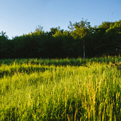 Spring landscape, green grass, wild flowers bloom.  Time before sunset.