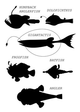 Deep-sea fishs. Black silhouette vector illustratuin collection.