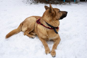 dog in snow