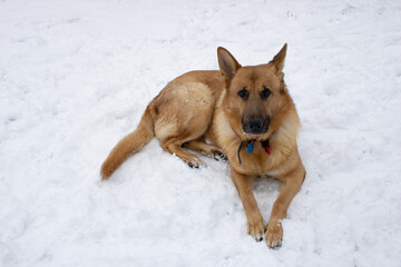 dog in snow
