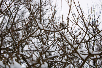 Crabapple branches on the snow