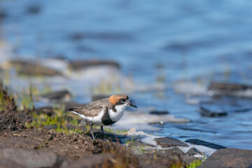 The two-banded plover (Charadrius falklandicus)