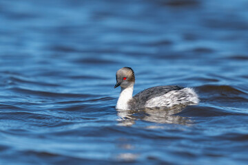 The silvery grebe (Podiceps occipitalis)