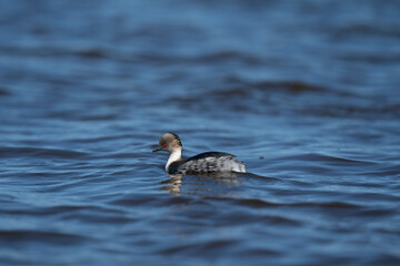 The silvery grebe (Podiceps occipitalis)