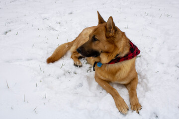 Chester stares ahead