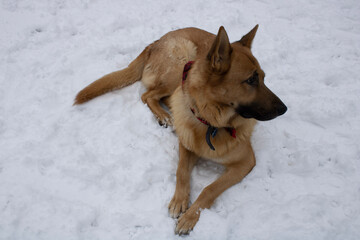 dog in snow