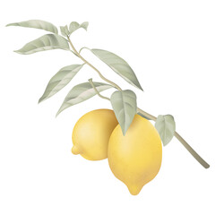 Fresh lemons with leaves on white