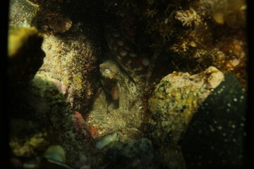 A common octopus hiding in its den