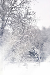 Snow-covered Christmas tree and birch on the background of a snowy forest and a fence. Vertical.