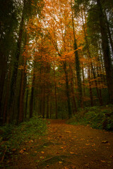 autumn in the forest, Ireland
