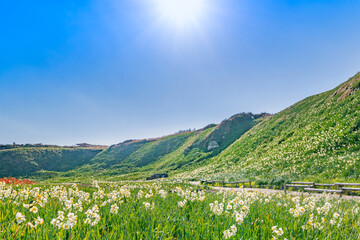 静岡県下田市爪木崎　野水仙の群落地　アロエの花 © あんみつ姫