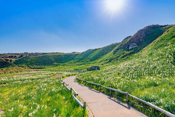 静岡県下田市爪木崎　野水仙の群落地　アロエの花