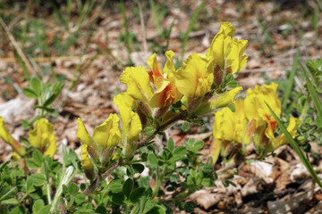 clustered broom plant in blooming, april