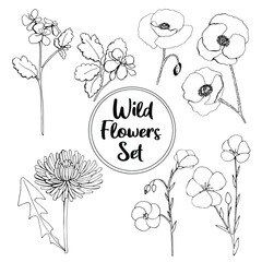 Hand drawn beautiful Wild Flower Set - flax, dandelion, thistle, calendula. Leaner