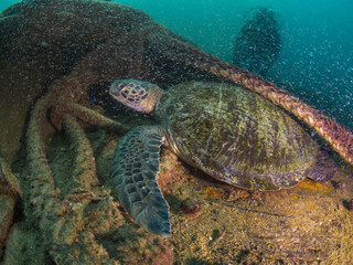 Green turtle in a shipwreck (La Paz, Baja California Sur, Mexico)