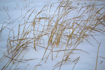 Fototapeta na wymiar Wheat remained under the snow unharvested crop.