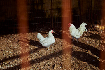 Hens inside a pen during a sunny morning