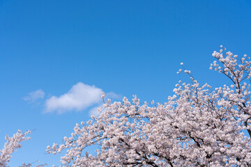 青空の中に満開の桜