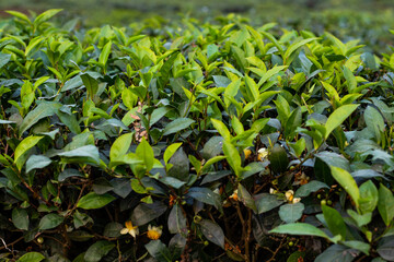 Green tea leaf or Camellia sinensis is the plant