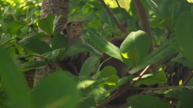 adorable red monkey sit near adult primate raises head and smiles against lush green tropical forest trees slow motion. Concept tropical primate life