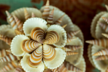 Many types of sea oysters and other materials