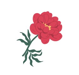 Gorgeous blossomed red peony or dahlia with bright lush petals. Elegant blooming flower with stem and leaf isolated on white background. Colorful flat vector illustration