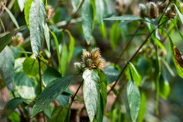 Dipsacus pilosus or Small Teasel also called Caprifoliaceae