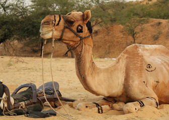 camels in the desert