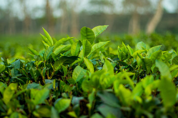 Common Name tea. Taxonomic Tree, Domain, Eukaryota