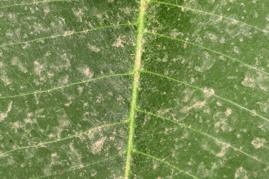 Pattern background of beautiful fresh green mango leaf