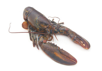 Fresh raw lobster isolated on white background, American lobster