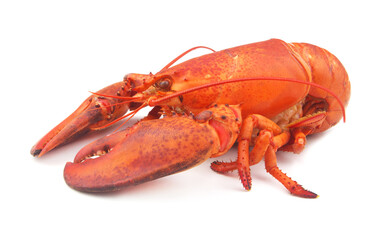 Cooked lobster isolated on white background, American lobster (Homarus americanus) 