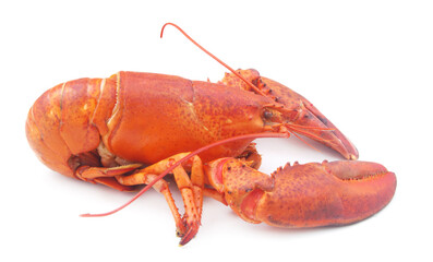 Steamed lobster isolated on white background, American lobster 
