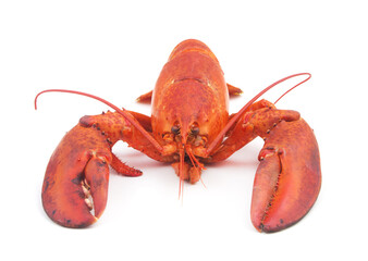 Cooked lobster isolated on white