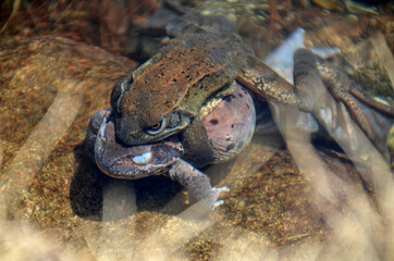 Froschpaarung ohne Happyend