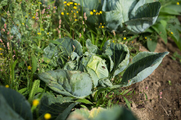 Cabbage in organic cabbage field.