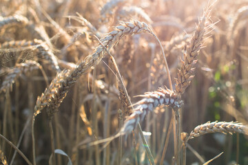 Wheat field at sunset with spider web in French countryside.