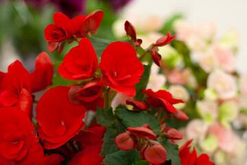 Fresh begonia flowers red and pink in a garden