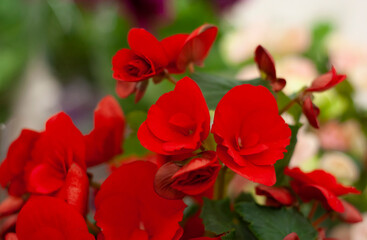 Begonia flowers red and pink in a garden