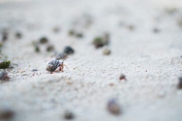 Small hermit crab on beach sand, one hermit crab isolated among many others. Photographe at Kaiji Beach, Taketomi Island, Okinawa, Japan.