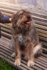 Hands of a young girl combing the dog. Care for long fur animals. Combs for pets. Love, caring, puppies adoption concept