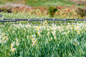 静岡県下田市爪木崎　野水仙の群落地　アロエの花 © あんみつ姫