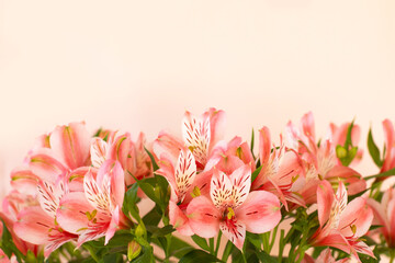 Fototapeta premium Beautiful bouquet of alstroemeria flowers on light background.