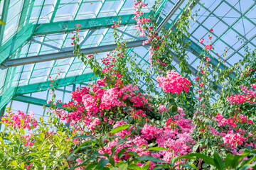 温室のブーゲンビリア