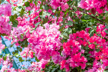 温室のブーゲンビリア